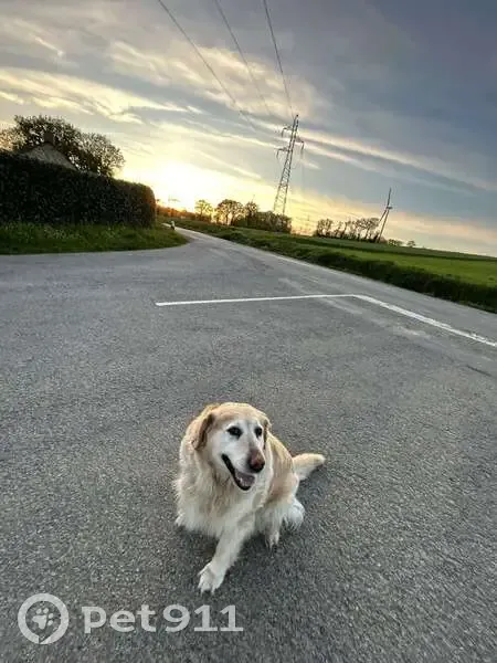 Golden Retriever Perdu au Val - photo