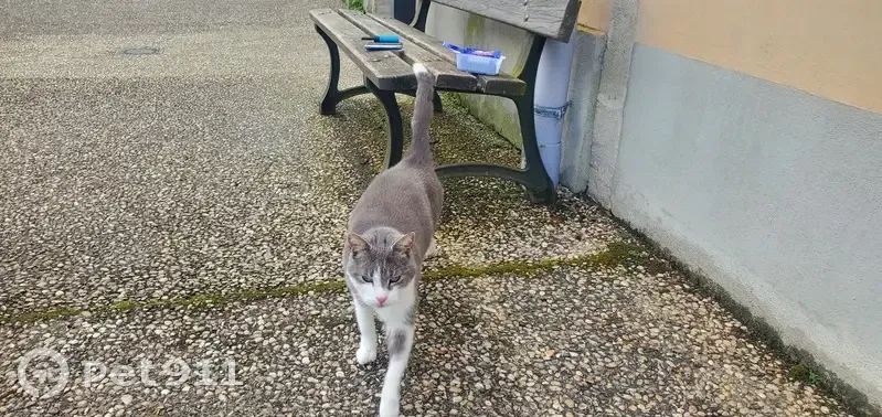 Chat gris-blanc trouvé à Pelousey - photo