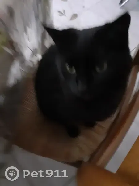 Chatte noire disparue à Carvin - photo