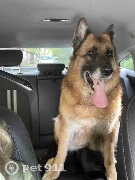 Chien femelle âgé trouvé - photo