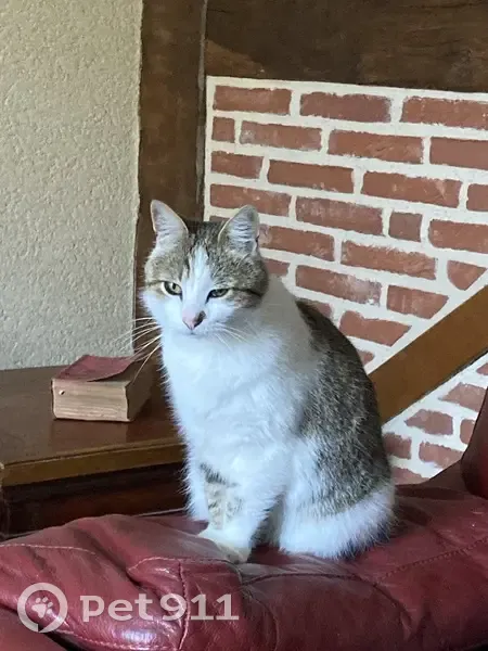 Chatte tigrée trouvée à Latronquière - photo