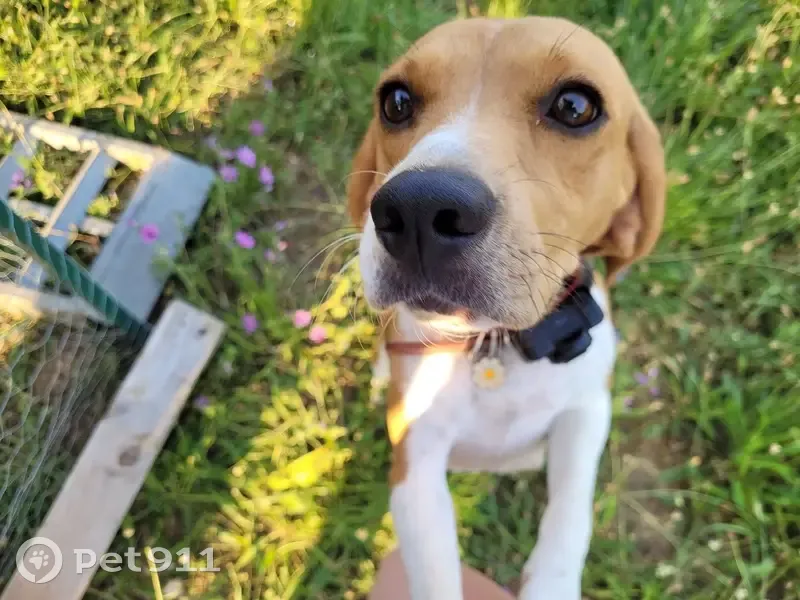 Beagle perdu: Rose, 3 ans, pucée - photo