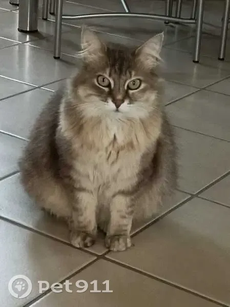 Chatte Olive perdue à Gradignan - photo