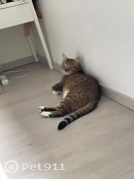 Chat tigré perdu à Seynod - photo