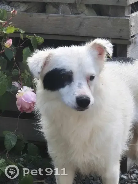 Chienne craintive perdue à Morgat - photo