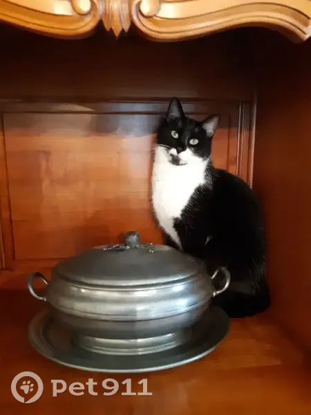 Chat noir/blanc perdu à Guichen - photo