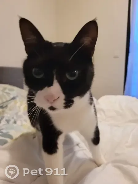 Chat noir et blanc perdu à l'Ayguade - photo