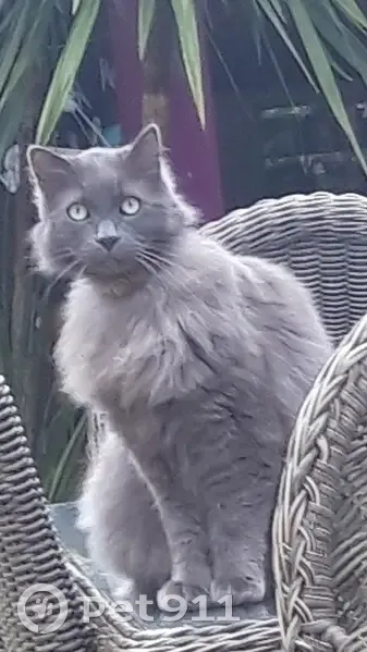 Chat gris européen perdu à Lahourcade - photo
