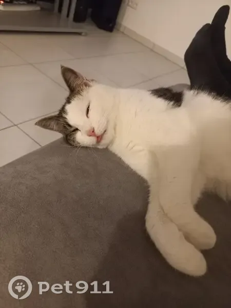 Chat tigré perdu à Malleloy - photo