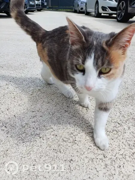 Chat sociable trouvé à Niort - photo