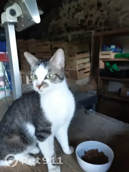 Chatte câline trouvée à Saint-Mesmin - photo