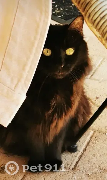 Chat noir Chacha perdu à Bouc-Bel-Air - photo