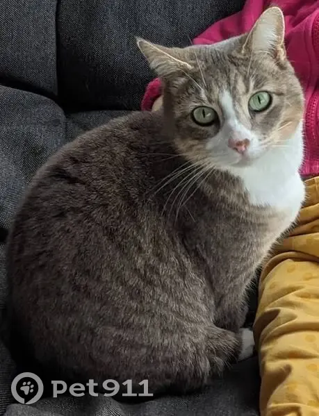 Chatte perdue à Mérenvielle - photo