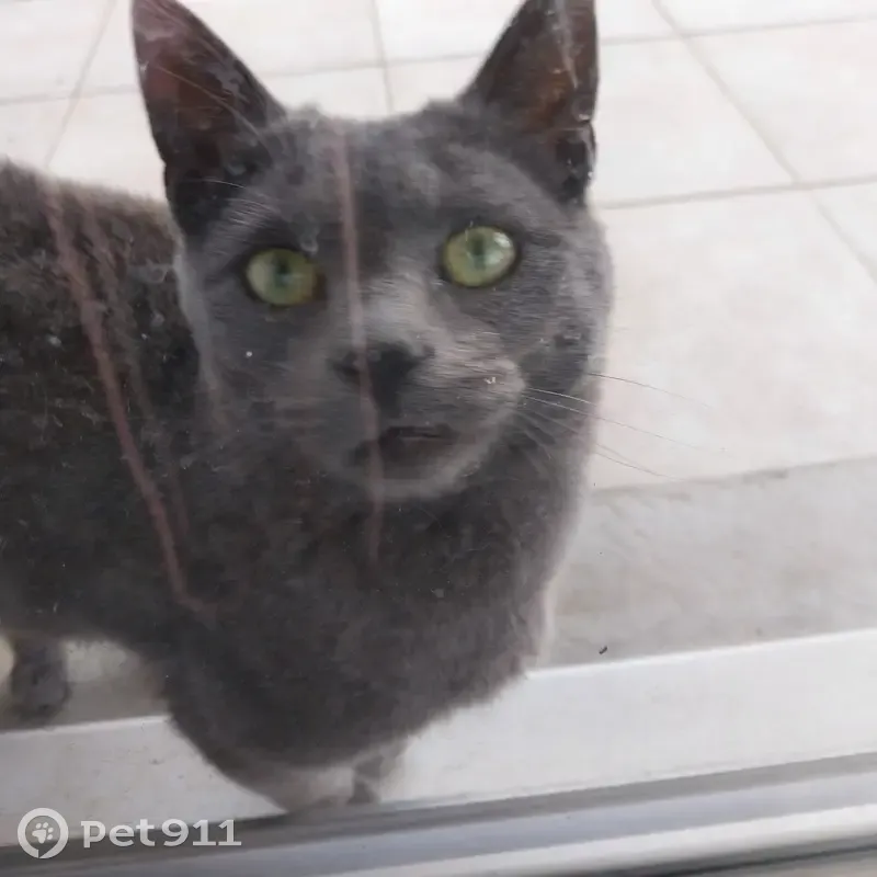 Chat gris trouvé à Maclas - photo