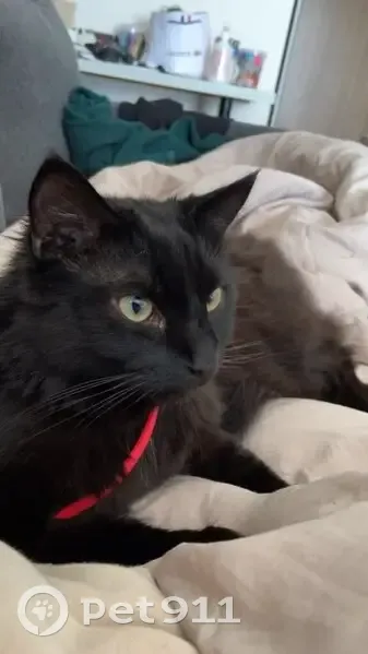 Chat noir nommé Ciel perdu à Caen - photo