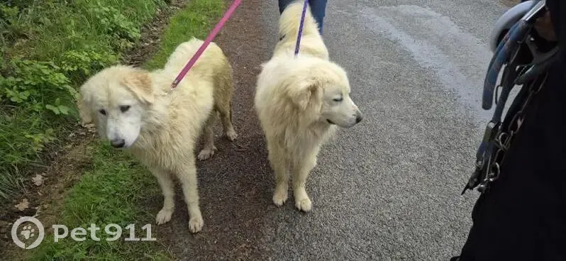 Patou blanc perdu trouvé à St-Lanne - photo