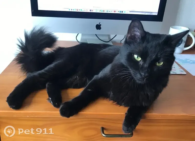 Chat Tofu perdu à Rennes - photo