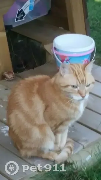 Chat senior disparu à Sète - photo