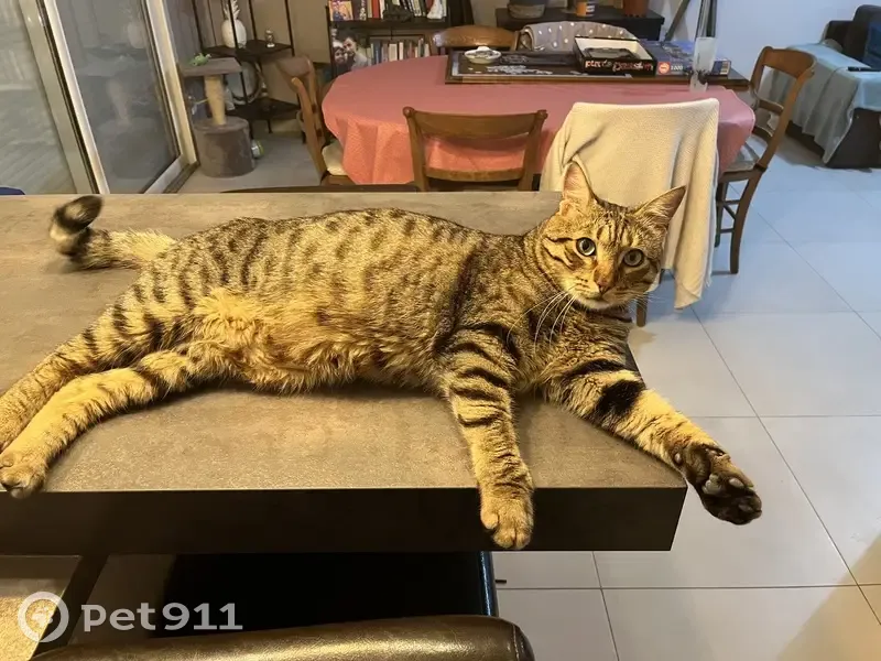 Chat tigré dodu perdu à Sucé - photo