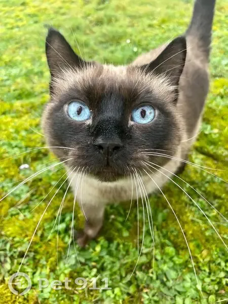 Chat Siamois Perdu à Chaumes - photo