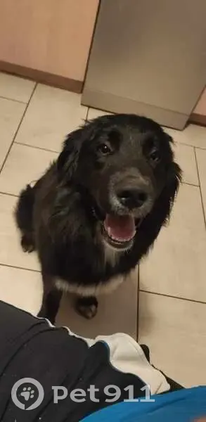 Saïko, chien croisé perdu - photo