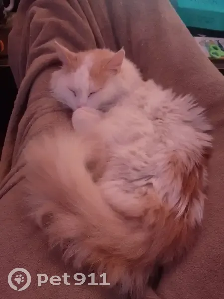 Chat perdu: Mâle pucé, Toulouse - photo