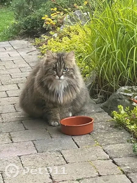 Chatte borgne trouvée avec chatons - photo