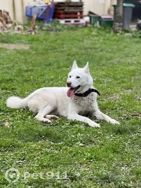 🚨 Husky Blanc Perdu - Milky 🚨 - photo