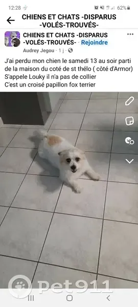 Chien croisé perdu à Saint-Thélo - photo