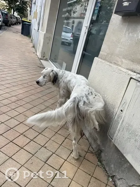 Chien Setter perdu, œil aveugle - photo