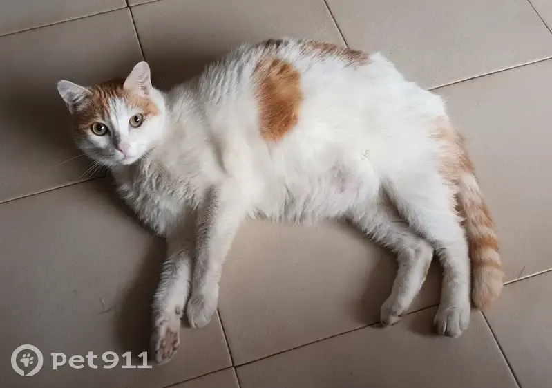 Mimine, gros chat perdu à Roubaix - photo