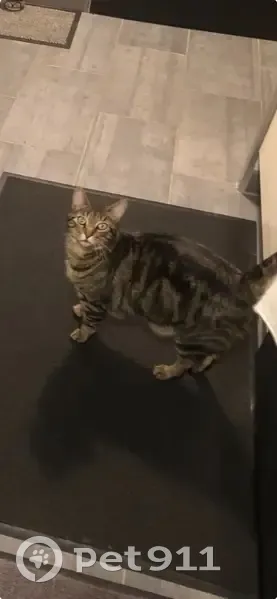 Chat Scott tigré perdu à Maltot - photo