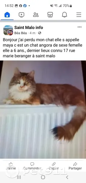 Chatte angora perdue à Saint-Malo - photo