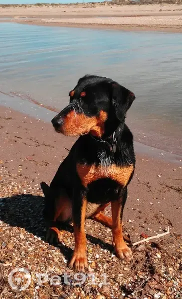 Pistache, Dobermann perdue - photo