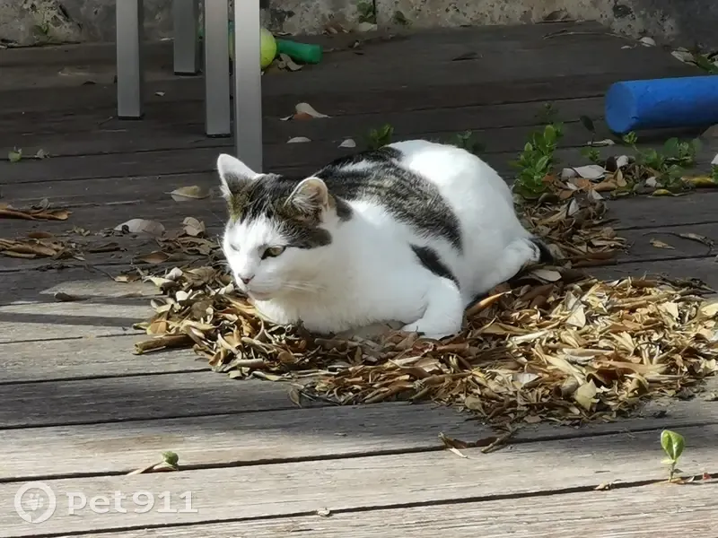 Chat blanc tigré JOS perdu à Nice - photo