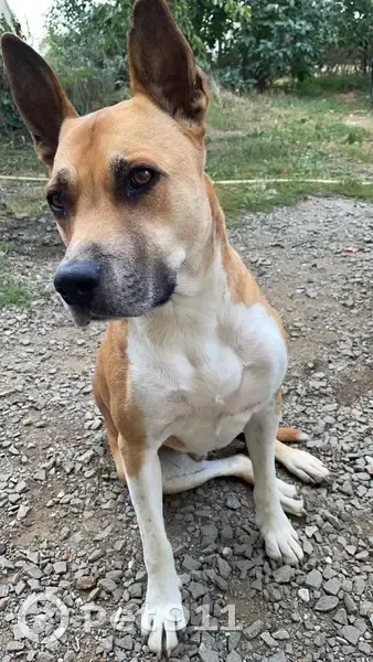 Chien marron/blanc perdu - photo