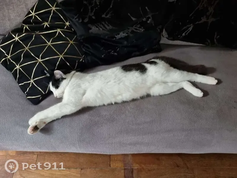 Chat blanc tacheté perdu - Rueil - photo