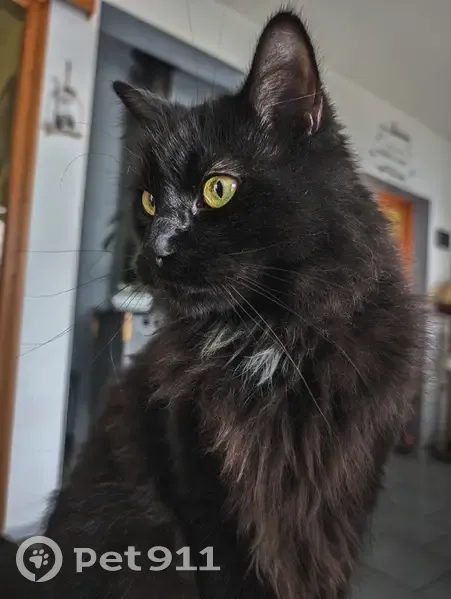 Chat Européen noir perdu - Montbert - photo