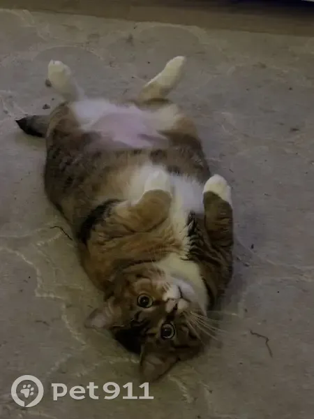 Chat peureux perdu à Legé - photo