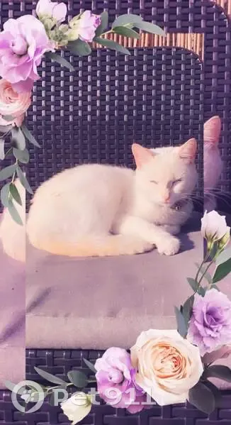 Chatte Européenne Perdue à Roubaix - photo
