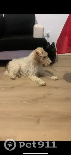 Chien Airedale trouvé à Larressore - photo
