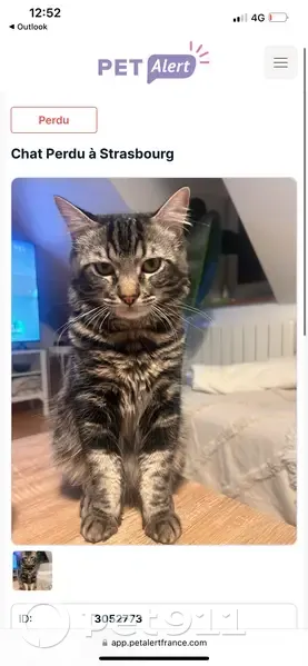 Chat mâle gris perdu à Strasbourg - photo