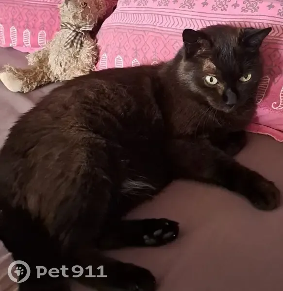 Chat noir perdu à Reims - photo