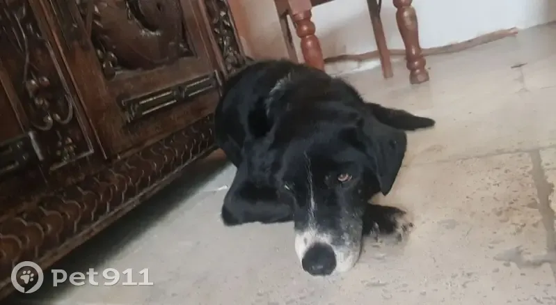 Chien noir/blanc aux yeux vairons trouvé - photo