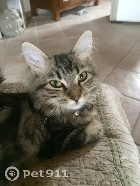 Chatte perdue à Mons - Pucée - photo