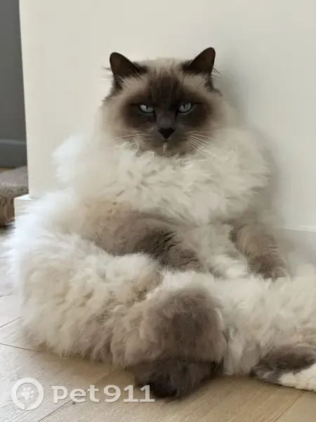 Chat Birman blanc/gris perdu à Laval - photo