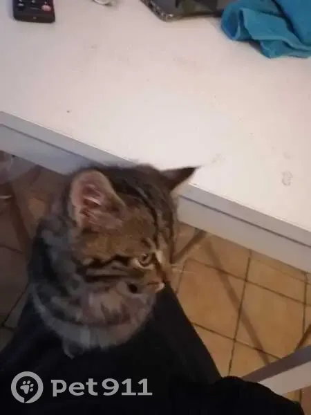 Chaton tigré perdu à Loudéac - photo