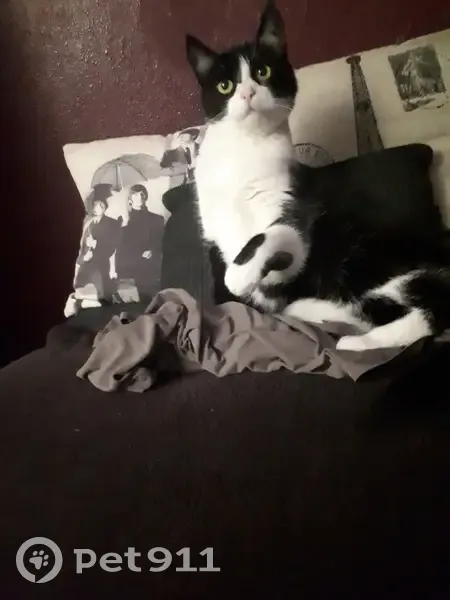 Chatte Sayane perdue à Suresnes - photo