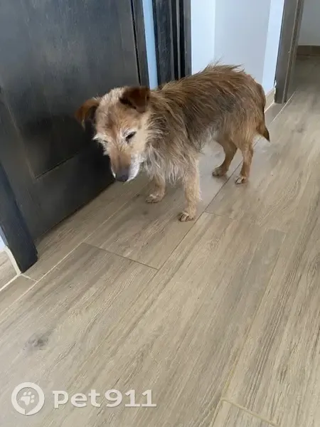 Chien mâle perdu à Yffiniac - photo