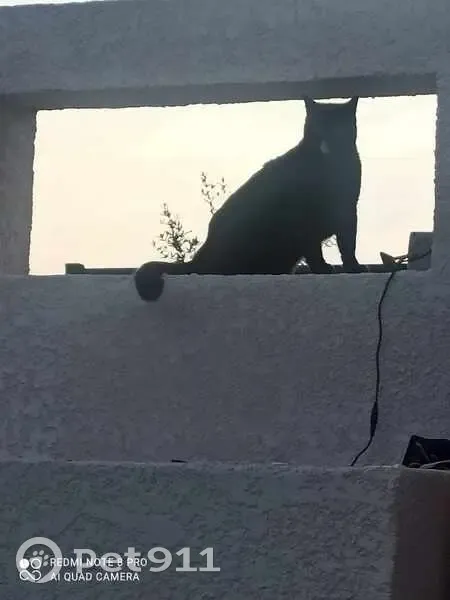 Chat noir massif perdu à Vauvert - photo